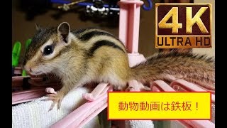 【リス】 4K シマリスくんの大冒険!しっぽがふっさふさ♪【鉄板】