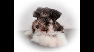 RoyalSchnauzers.com Toy Sized AKC Miniature Schnauzer Puppies Parti