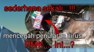 Cara mencegah penularan virus pmk pada sapi, dengan bahan sederhana.