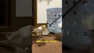 【オカメインコ】喧嘩をするほど仲が良い#shorts