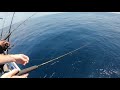 how to rig for a mahi and catch https www.hubbardsmarina.com