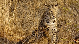 Playing Games Help Leopard Cubs Learn and Unwind