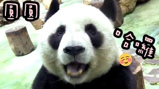 圓圓在玻璃窗前吃點心，圓圓還是好可愛|熊貓貓熊The Giant Panda Yuan Yuan and Yuan Bao|台北市立動物園