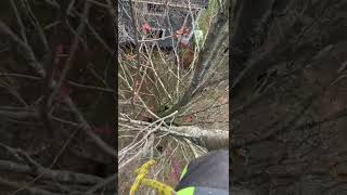 Tree climbing and training. #treeclimbing #tcia #treework