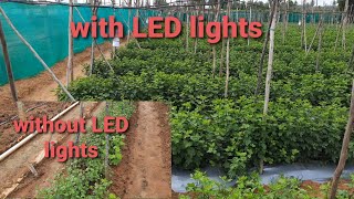 ಸೇವಂತಿಗೆ ಕೃಷಿ ಲೈಟ್ಸ್ ಜೊತೆ \u0026 ಇಲ್ಲದೆ | with LED lights and without LED lights Chrysanthemum farming