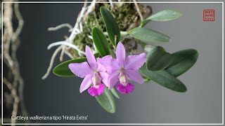 천사의 날개~ 카틀레야 왈케리아나 '히로타 엑스트라' / Cattleya walkeriana ’Hirata Extra’ / 화이 Orchid Story