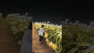 Why Do These Farmers NEED So Many Light Bulbs to Grow Dragon Fruit? 🤯