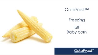 OctoFrost IQF Processing Line Baby Corn | Food Processing Machinery