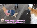 【愛犬と北海道へ行く⑤】美瑛で絶景大パノラマに魅了されたゴールデンレトリバーのはっち