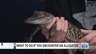 What to do if you encounter an alligator