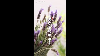 薰衣草 | 助眠香膏 \u0026 纯露 | 分享制作方法