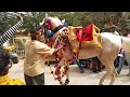 in gooty r. s horse is dancing