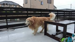 [Approaching typhoon] Yawn when you are nervous!　Ｇolden Retriever