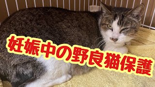 堕胎か出産か...妊婦の野良猫を保護しました【野良猫】【妊婦猫】【喜界島】【離島】