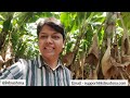 how to avoid losses in banana export all about banana export i kdsushma