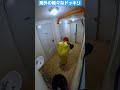 怖すぎてトイレから出られないドッキリ【海外のドッキリシリーズ】