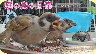 【庭の鳥の日常】(23,08,21) 台風の後、汚れてるチュンが増えた気がする。 #sparrows #sparrow