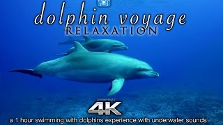 4K DOLPHIN VOYAGE Relaxation + Music | 1 HR Healing Nature Video w/ Binaural Sounds for Meditation