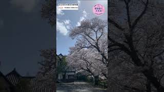 【植物園の花見旅】サクラとツバキ　#shorts #桜 #日本植物園協会 #武田薬品工業株式会社 #京都薬用植物園