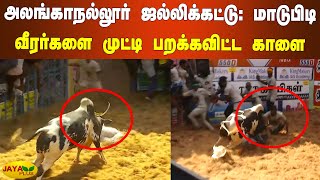 அலங்காநல்லூர் ஜல்லிக்கட்டு: மாடுபிடி வீரர்களை முட்டி பறக்கவிட்ட காளை | Alanganallur Jallikattu 2022