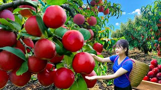 Ly Trieu Ca: Harvesting Sweet Giant Tropical Peach Hybrid Apple - Recipe Traditional Apple Pie