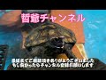 我が家の庭を紹介する動画です。哲爺が飼育しているニホンイシガメが七匹生活する庭です。亀達を放し飼いしています。母が花を育てたりとかもしている庭です。哲爺がコツコツと作った狭い庭ですが見てください。