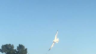 California Gulls in a Field