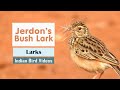 The Jerdon's Bush Lark (Mirafra affinis) or Jerdon's lark