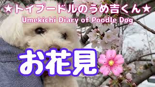 お花見🌸 ★トイプードルのうめ吉くん(887日目)★Umekichi Diary of Poodle Dog