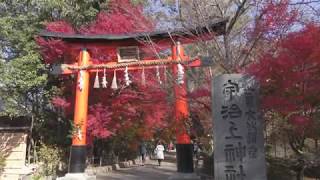 2018年京都の紅葉　宇治上神社