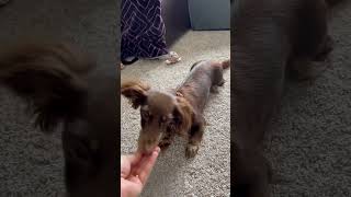 Pumpkin the Miniature Dachshund teaches you how to roll! #miniaturedachshund #cute #funny #love