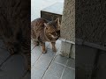 帰りを待ちわびていた地域猫ばあちゃん cat