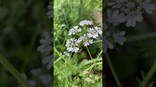 大象大蒜的蒜苔粗壮挺拔 #shorts #garlic #gardening #farm #大蒜 #农场