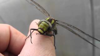 Southern Hawker Dragonfly