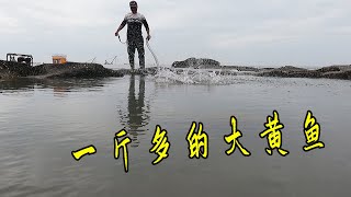 30斤牛血撒入格外浑浊的400平大坑，一斤多的大黄鱼，2条值2000多