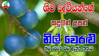 නිල් වෙරළු වල ඇත්ත දැනගමු | Let's find out the truth about the blue Olives | Blue olives |