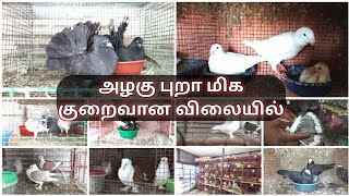 #pigeon#Homer#fancypigeon புறா வகைகள் மற்றும் அதன் விலை நிலவரம்#vivasayaarvalargal