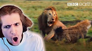 واکنش xQc به شیر به دام افتاده توسط Clan of Hyenas | سلسله ها | BBC Earth