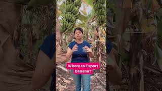 WHERE TO EXPORT BANANA? #kdsushma #exportimport #banana #export #indianbanana #bananaexport