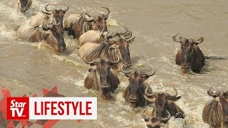 OFF THE BEAT: The ‘Great Migration’ between Tanzania and Kenya