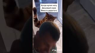 Когда купил коту Дешёвый корм Вместо дорогого.😭