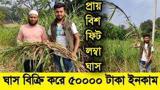 শুধু ঘাস বিক্রি করে ৫০,০০০ টাকা আয়। selling grass, Hybrid grass, Vb shakib,agriculture.