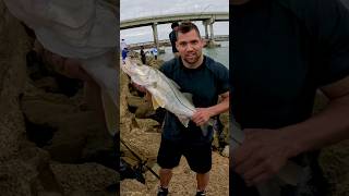 Snook can’t resist this live bait | Our PB snook! #fishing #fish #snook #fishingvideo