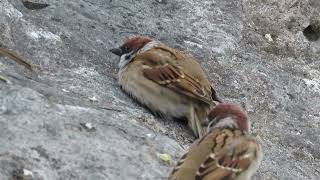 一隻腳麻雀爬山 single-foot sparrow climb#sparrow #麻雀 #スズメ