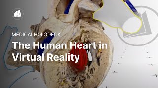 The Human Heart in Virtual Reality