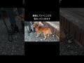 口輪を付けるにはコツがあります doglibre ドッグトレーニング 犬のしつけ 柴犬