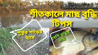 শীতকালে মাছ বৃদ্ধি টিপস।শীতে বেশি বৃদ্ধির মাছ কি কি@bekartoentrepreneur