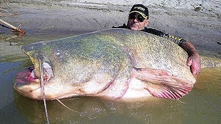 OMG! How Many Fish of Fewa Lake in Pokhara. पोखराको फेवा तालमा माछै माछा