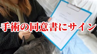 【緊急動画】MRIの結果『ぶし』くんは手術をする事になりました...。