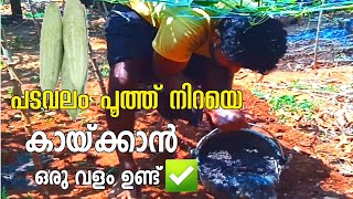 പടവലം ഇനി നിറയെ കായ്ക്കും|padavalam krishi|snake gourd farming in Malayalam|padavalam cultivation